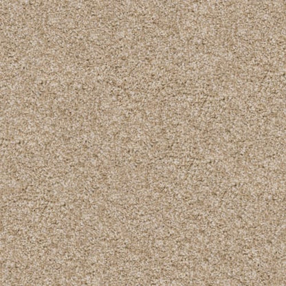 Labrador in Bulldog Carpet